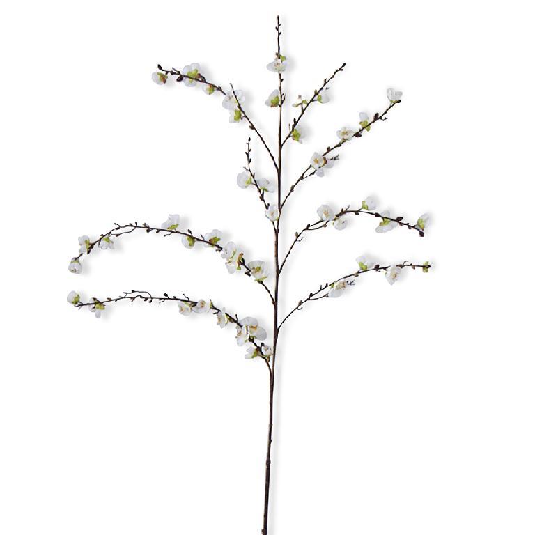 White Cherry Blossom Stem