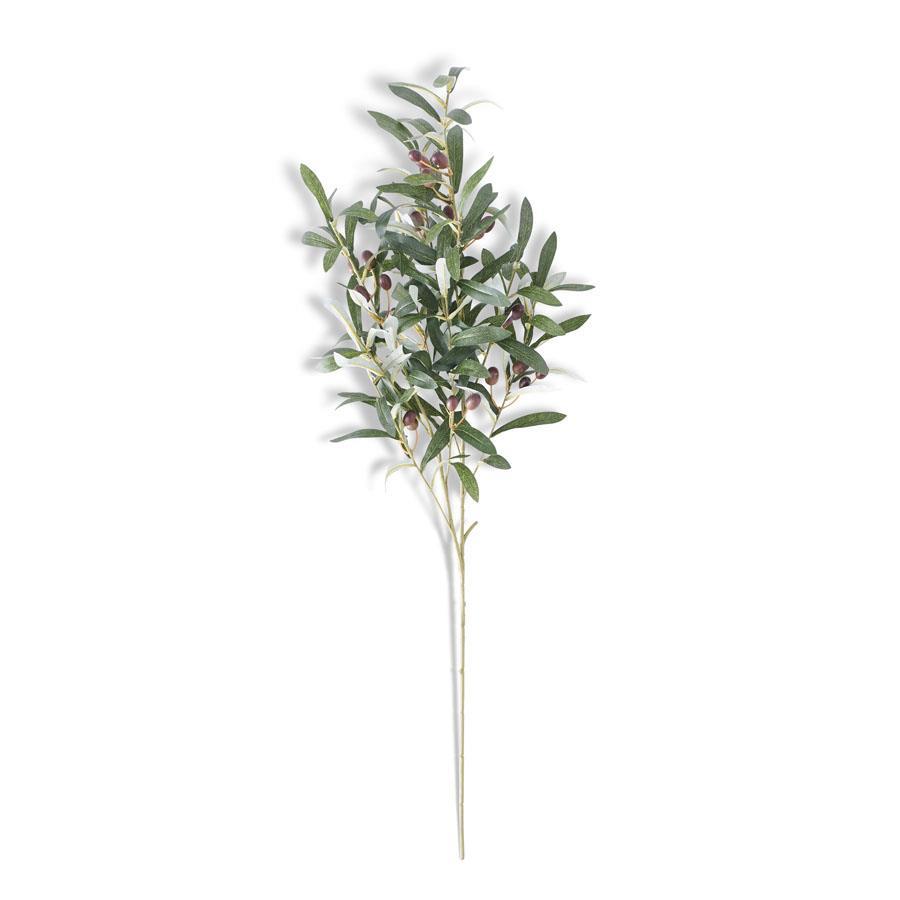 Olive Leaf Stem