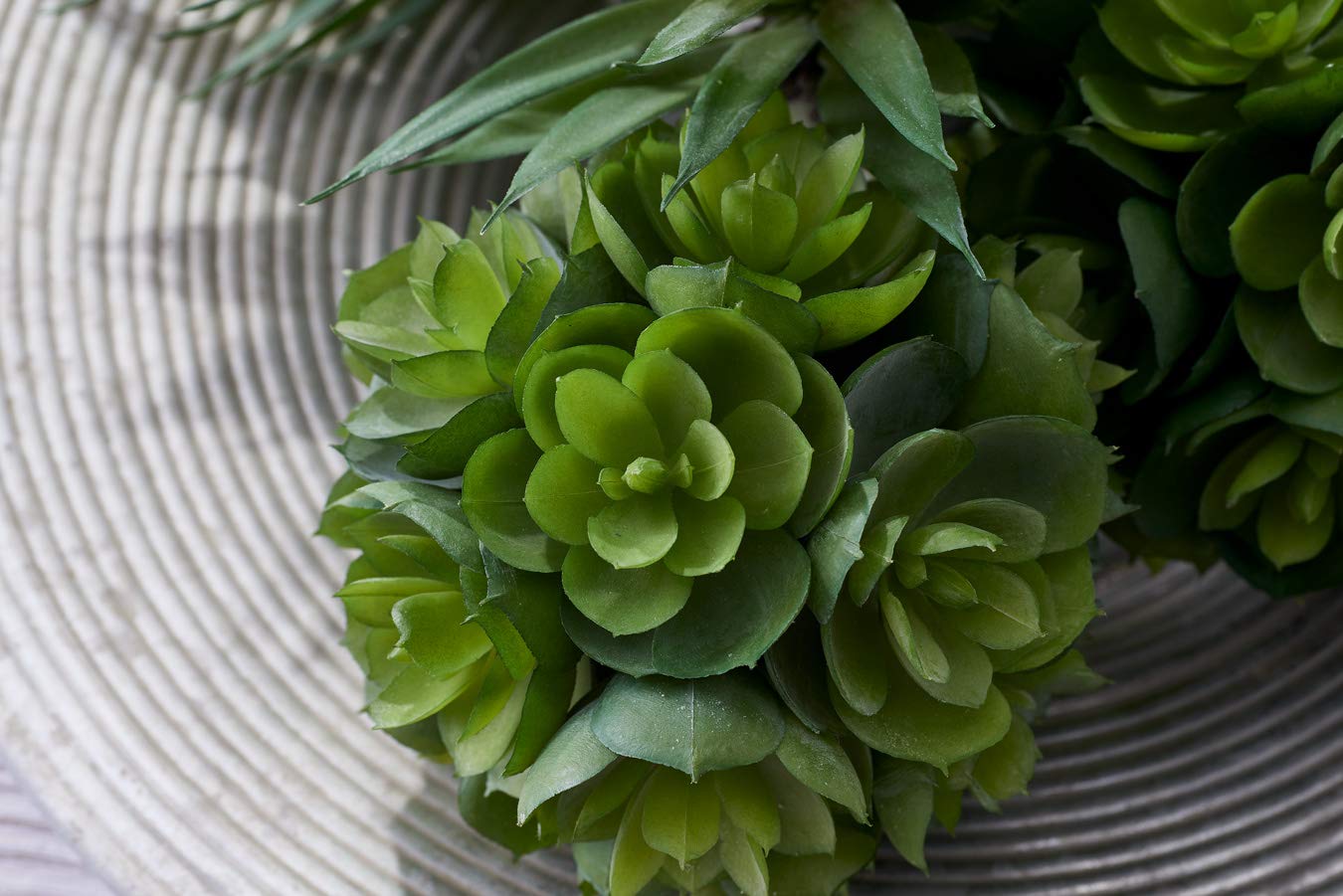 Succulent Ball